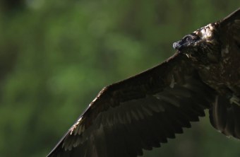 Bartgeier Vinzenz | © Markus Leitner