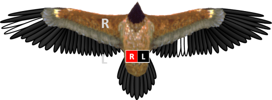 Bleichmuster und Ringe von Bartgeier Generl, der linke Ring ist rot, der rechte schwarz. Die gebleichten Federn bei Generl  sind in den äußeren linken Handschwingen und in den äußeren rechten Armschwingen | © IBM