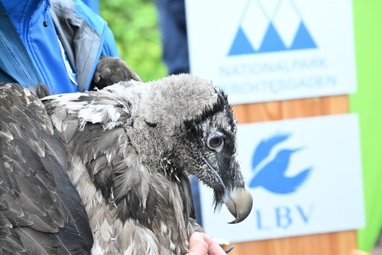 Dagmar am Auswilderungstag |  © Hansruedi Weyrich