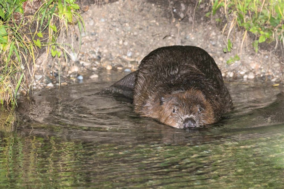 Biber - LBV Bildarchiv |© Hartl Andreas