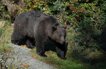 Braunbär | © Henning Werth