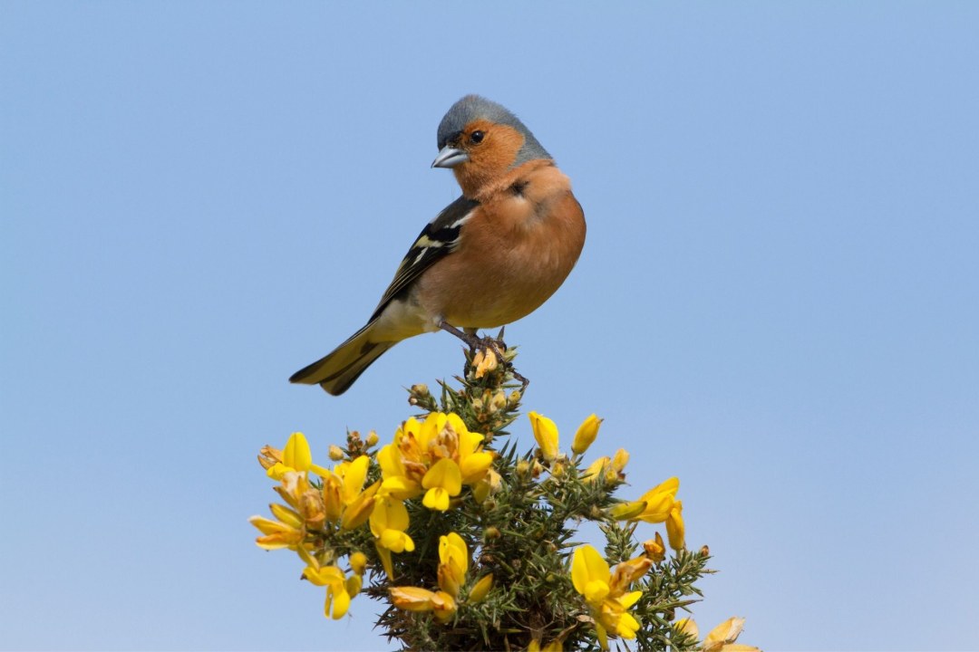 Buchfink | © Rosl Roessner