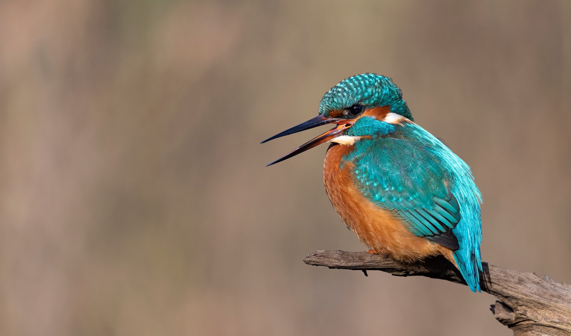 Eisvogel sitzt mit geöffnetem Schnabel auf Ast | © Rainer Schaaf