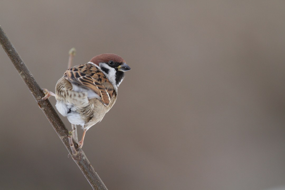 Feldsperling sitzt auf einem Ast | © Mark Kumke