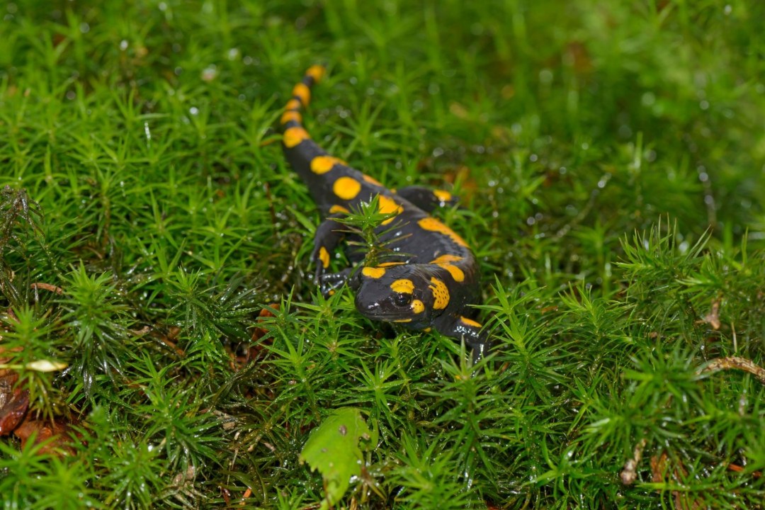 Feuersalamander | © Christoph Bosch