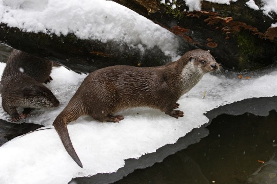 Zwei Fischotter stehen im Schnee und Eis an einer Wasserstelle | © Marcus Bosch