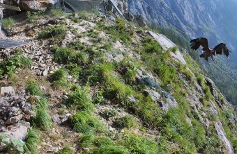 Bartgeier Generl Erstflug 12.06.2025 | © LBV