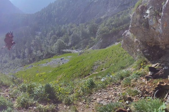 Bartgeier Generl Erstflug 12.06.2025 (2) | © LBV