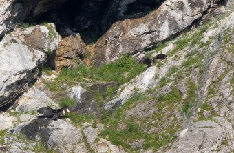 Bartgeier Wiggerl und Vinzenz in der Felsnische (v.l.n.r.) | © Richard Straub