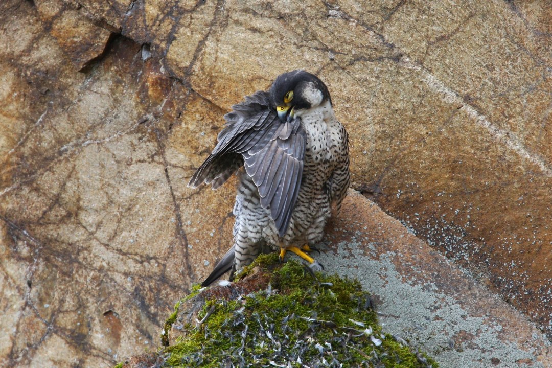 Wanderfalke | © Zdenek Tunka