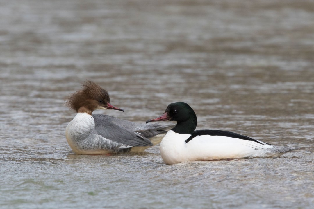Gänsesägerpaar | © Rosl Rößner