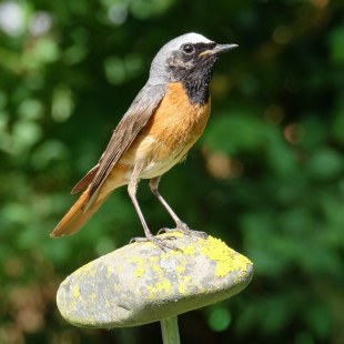 Gartenrotschwanz | © Herbert Fischer