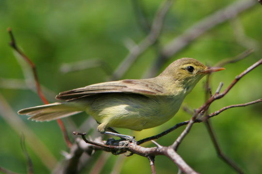 Gelbspötter im Profil auf einem Ast | © Zdenek Tunka
