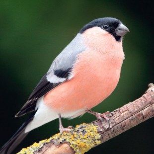 Gimpel-Männchen auf einem Ast | © Reinhold Peisker