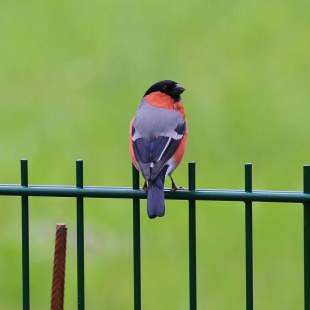 Gimpel sitzt auf einem Zaun | © Michael Vogl