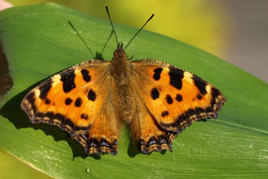 Ein Großer Fuchs (Schmetterling) sitzt auf einem Blatt. Er ist orange gefärbt mit schwarzen Flecken. | © Petra Altrichter