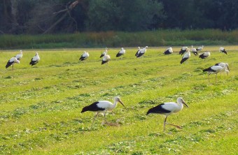 eine Gruppe von Weißstörchen auf Nahrungssuche auf einer frisch gemähten Wiese | © Heidi Källner