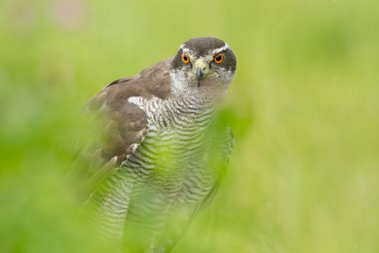 Habicht sitzt im Gras und beobachtet etwas | © Rosl Rößner