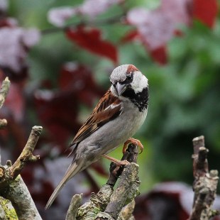 Haussperling auf einem Geäst | © Kirsten Gerhardt