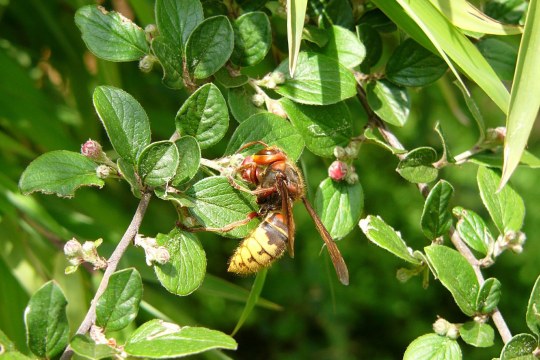 Hornisse hängt an grünen Pflanzen im Sonnenlicht und saugt an den Blüten der Pflanze | © Peter Bria