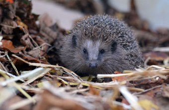 Igel im Laub | © M. Wagner