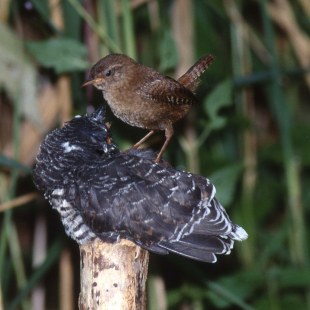 Kuckuck sitzt auf einem Stamm und wartet auf Futter, während ein Zaunkönig auf ihm sitzt | © H. Lutschak