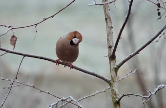 Kernbeißer | © Gabriele Heckwolf