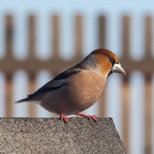 Kernbeißer | © Klaus Rohn