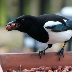 Elster sitzt auf einem Blumentopf und schnappt sich eine der Nüsse, die darin liegen | © Klaus Stürmer