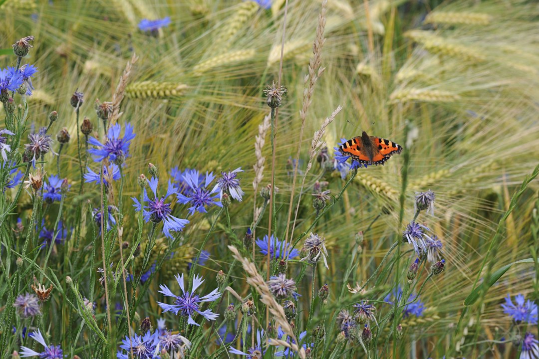 Kleiner Fuchs (Schmetterling) sitzt auf einer Blüte neben einem Acker  | © Dr. Eberhard Pfeuffer