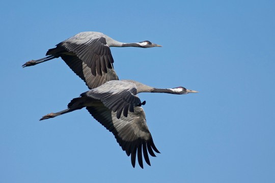 Zwei Kraniche im Flug | © Hans Clausen