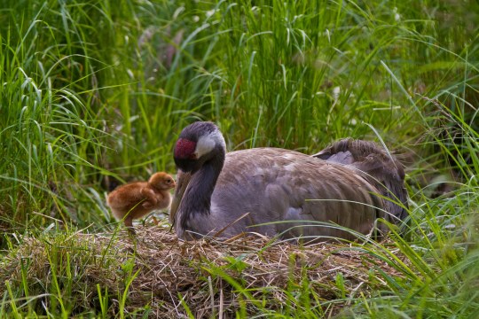 Kranich sitzt im Nest am Boden mit einem Küken links neben ihm | © Andreas Hartl