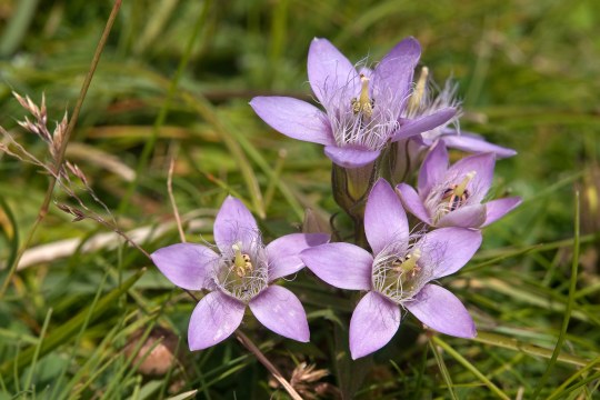 Böhmischer Enzian | © Oliver Wittig