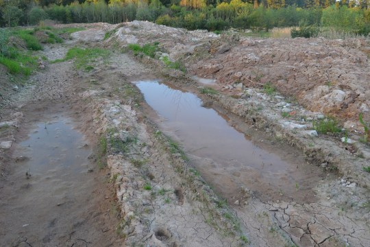 Laichgewässer für Kreuzkröten | © Dr. Andreas von Lindeiner