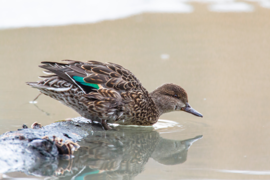 Krickenten-Weibchen steht auf einen Baum, der im Wasser liegt | © Ralph Sturm