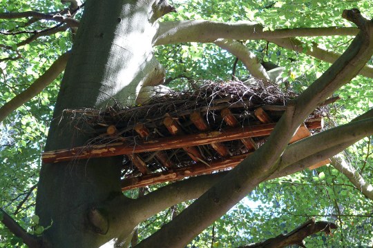 Kunsthorst für Schwarzstörche in einem Baum | © Cordula Kelle-Dingel