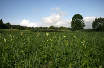 LBV-Schutzgebiet Bischofsaue Bad Rodach | © Julia Römheld