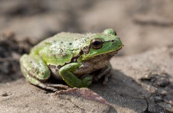 Laubfrosch | © Frank Derer