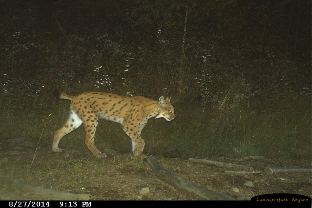 Luchs Leo am Kaitersberg | ©LBV