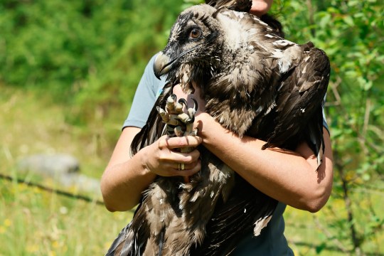 Magdalena Deelmann mit Bartgeier Zierli | © Markus Leitner
