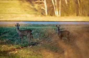 Neustadt an der Waldnaab | © Martin Grötsch (Neustadt an der Waldnaab)