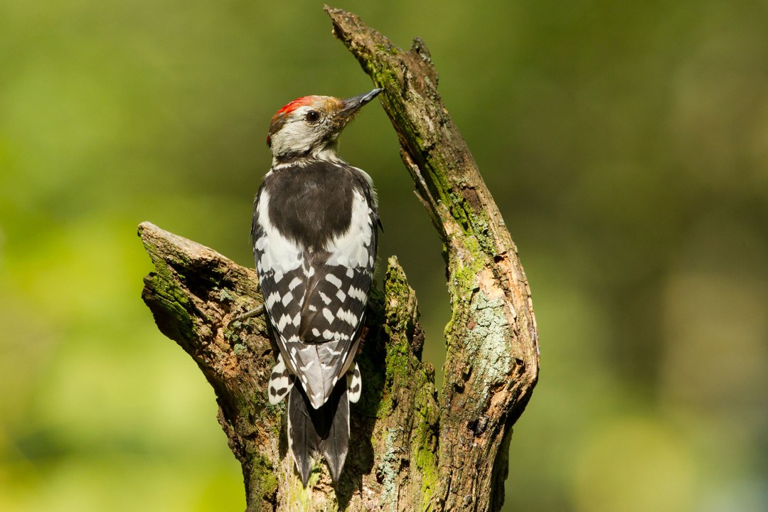 Mittelspecht | © Rosl Rößner