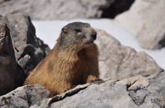 Murmeltier auf einem Felsen | © Henning Werth