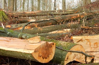 Holzeinschlag im NSG Weltenburg am Hirschberg | © Christian Stierstorfer