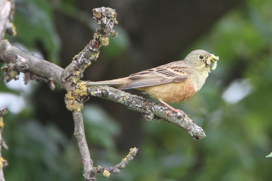 Ortolan mit Futter im Schnabel | © Hans-Joachim Fünfstück