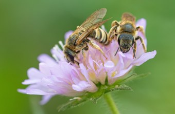 Wildbienen | © Obster Erich