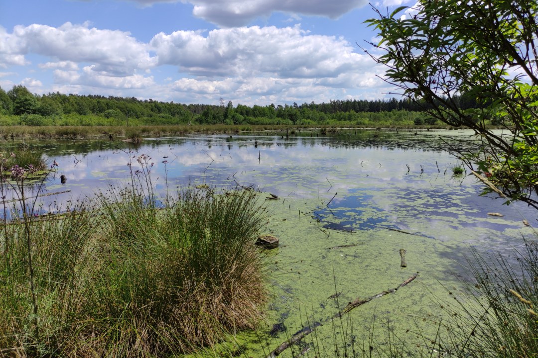 Moor Engelmannsholz Langer Damm | © Christoph Bauer