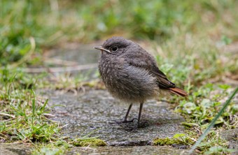 Hausrotschwanz Jungvogel | © Andreas Hartl