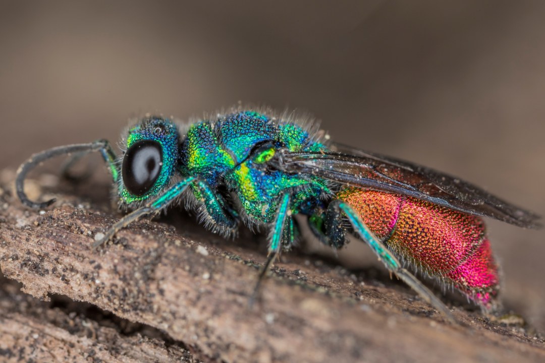 Gemeine Goldwespe | © Ralph Sturm