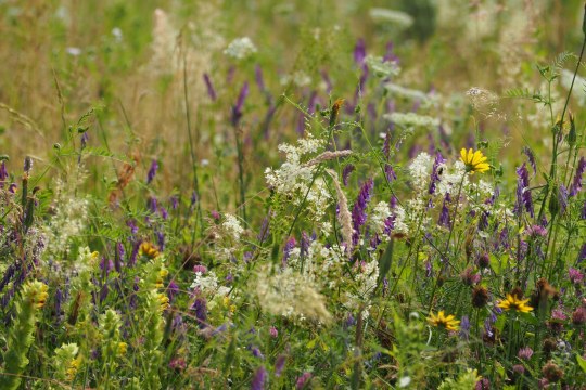 Artenreiche Blumenwiese | © Franziska Wenger